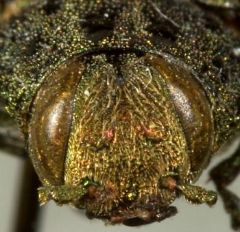 Media type: image;   Entomology 24445 Aspect: head frontal view